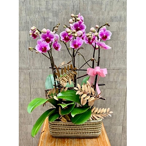COR24 6 Stem Mini Phalaenopsis Orchids